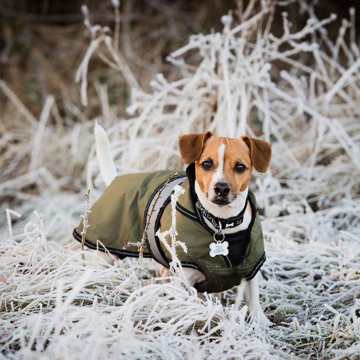 2 in 1 dog Coat