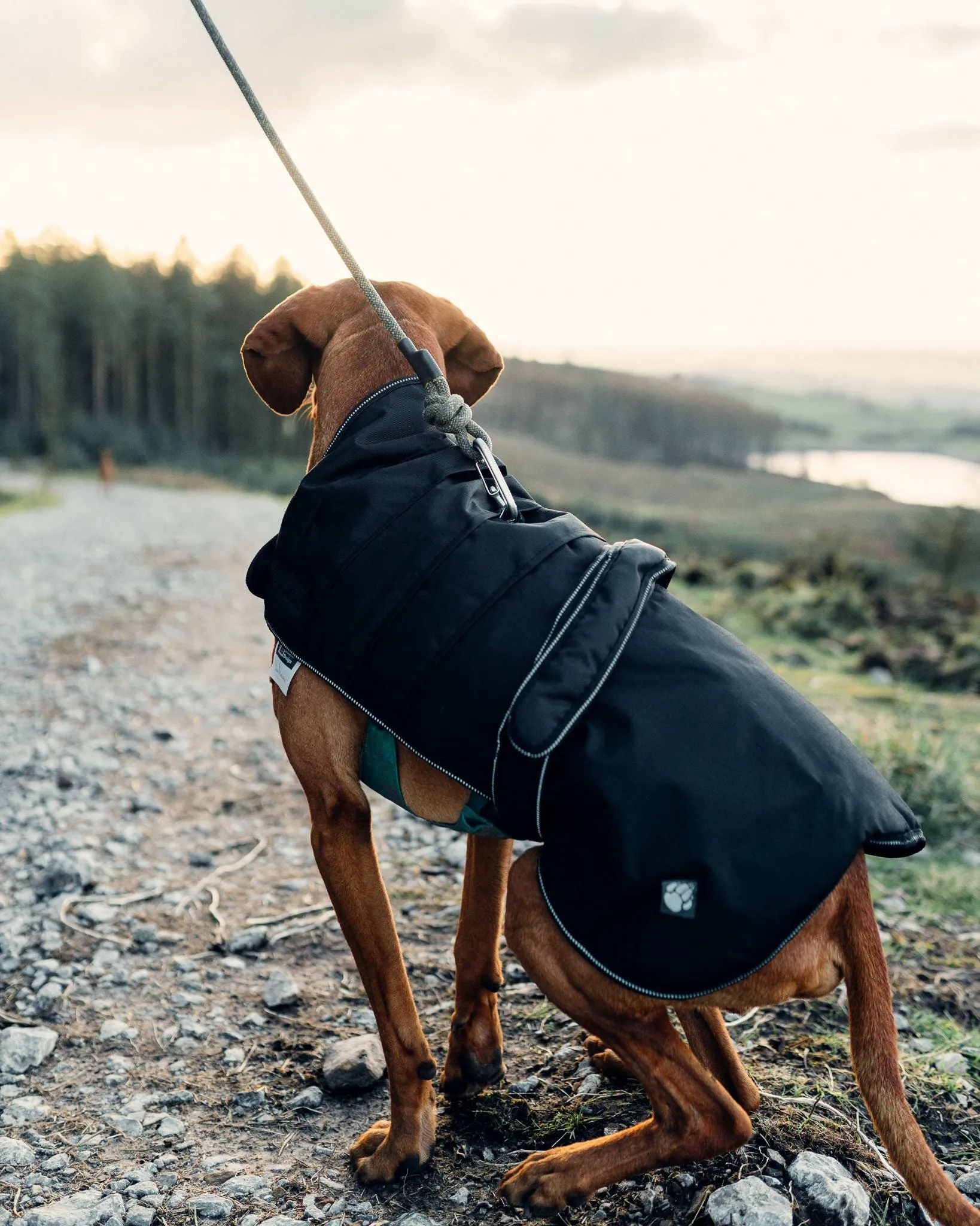 Harness Dog Coat